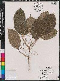Protium divaricatum image