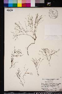 Stipulicida setacea image