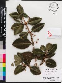 Garcinia madruno image