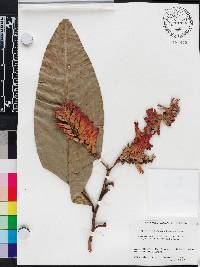 Triplaris cumingiana image