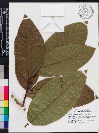 Triplaris cumingiana image