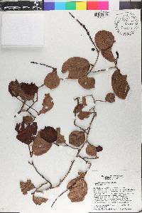 Coccoloba costata image