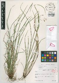 Carex godfreyi image