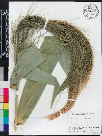 Thysanolaena latifolia image