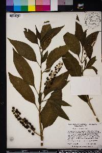 Phytolacca americana var. rigida image