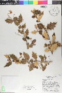 Solanum crotonoides image