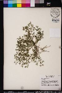 Polypremum procumbens image