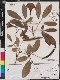 Tabebuia obtusifolia image