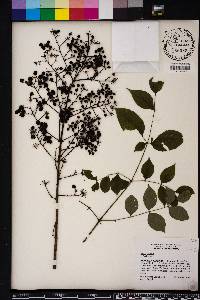 Aralia spinosa image