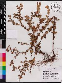 Hypericum tetrapetalum image