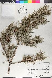 Pinus sylvestris image