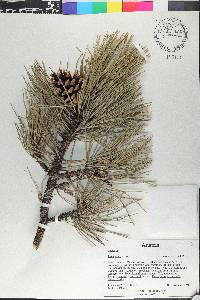 Pinus nigra image