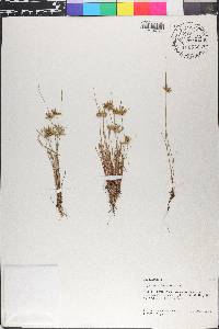 Cyperus flavescens image