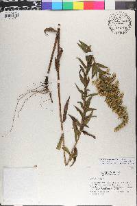 Solidago leavenworthii image