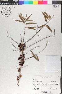 Hippophae rhamnoides image