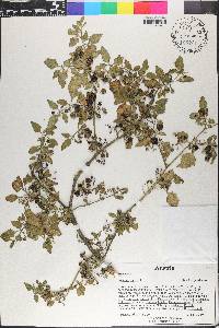 Solanum nigrum image
