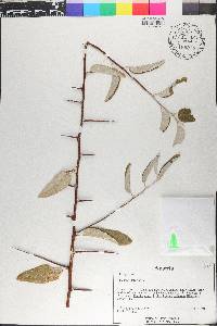 Elaeagnus latifolia image