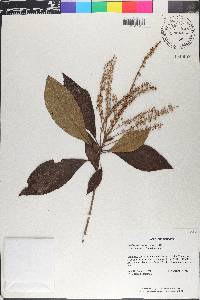 Clethra canescens image