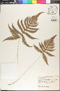 Thelypteris phegopteris image