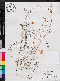 Mimosa microphylla image