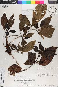 Deppea grandiflora image