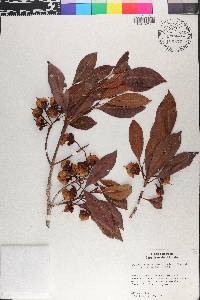 Ternstroemia penduliflora image