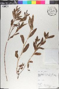 Croton aberrans image