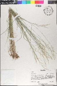Poa nemoralis image