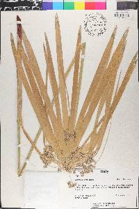 Cyperus alternifolius image