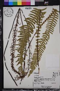 Blechnum spicant image