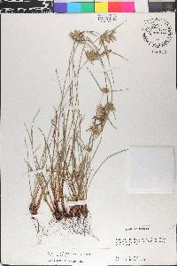 Cyperus lupulinus image