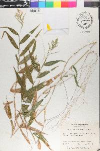 Ichnanthus pallens image