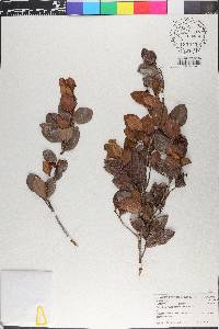 Myrcia citrifolia image