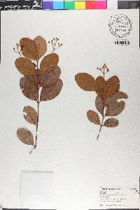 Myrcia citrifolia image
