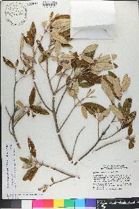 Miconia longicollis image