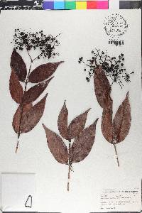 Myrcia leptoclada image