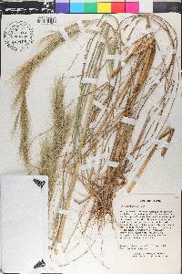 Aristida riparia image