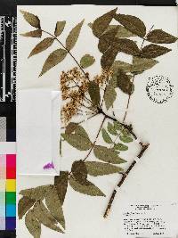 Zanthoxylum clava-herculis image