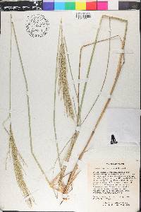 Axonopus barbigerus image