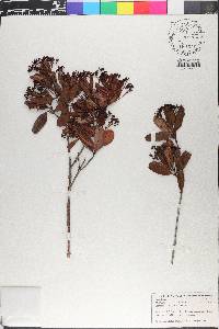 Myrcia citrifolia image