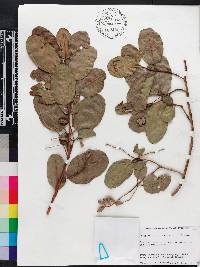 Laguncularia racemosa image