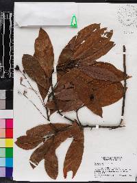 Persea palustris image