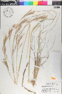 Hyperthelia dissoluta image