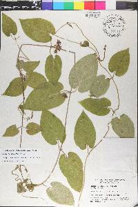 Matelea floridana image