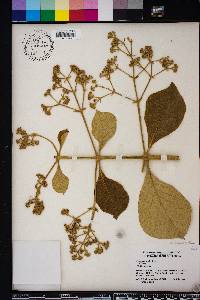 Tectona grandis image