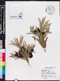 Podocarpus macrophyllus image