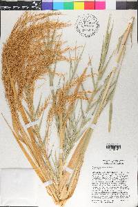 Phragmites australis image