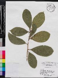 Endlicheria paniculata image