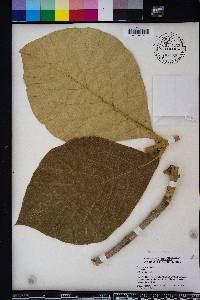 Tectona grandis image