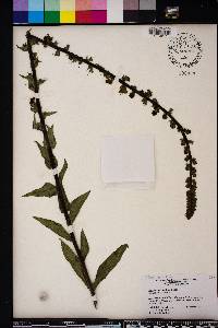 Verbascum virgatum image